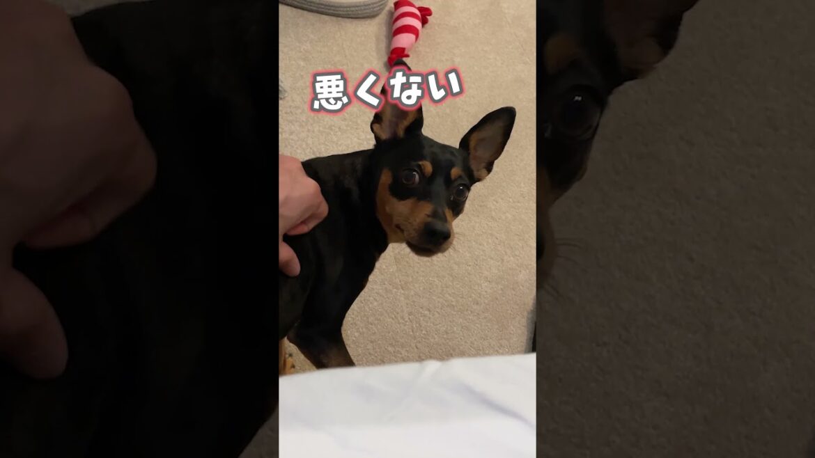 寝坊した飼い主に襲いかかる小型犬の猛攻撃 #ミニピン #テンション100% #shorts