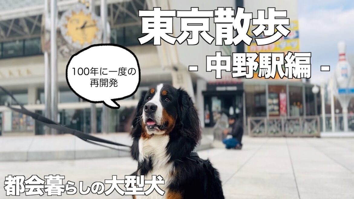 バーニーズマウンテンドッグと歩く東京の街 中野駅編