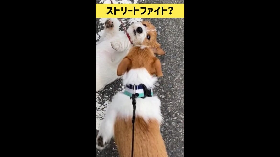 【ストリートファイト？】ジャックラッセルテリアの女の子マーレ Jack Russell Terrier Puppy #shorts