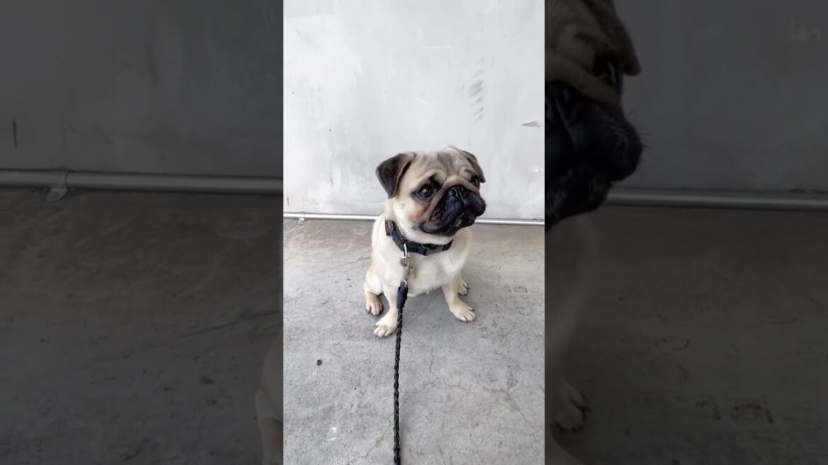 [パグ]犬の声に驚く犬🐶💦 (Surprised by a dog's voice) #shorts #弟の鳴き声