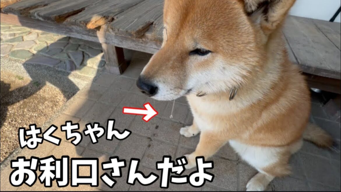 頭はマテ！体は待たない素直な柴犬が可愛い♡