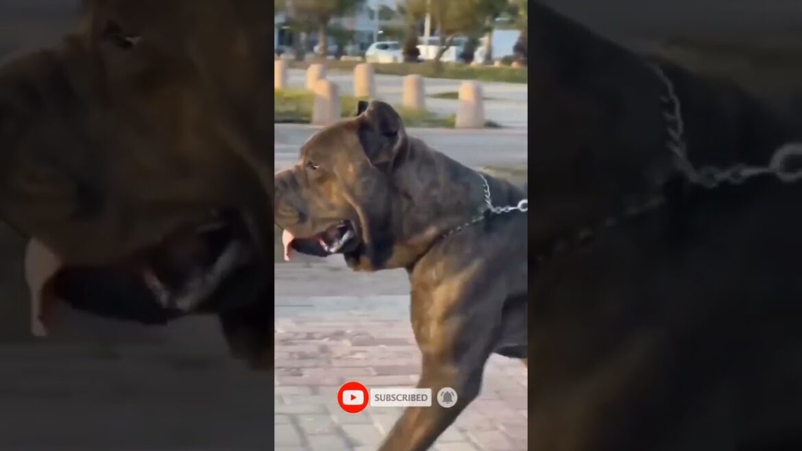 Beast 😈 Cane Corso #shorts #short #viral #youtubeshorts #dog