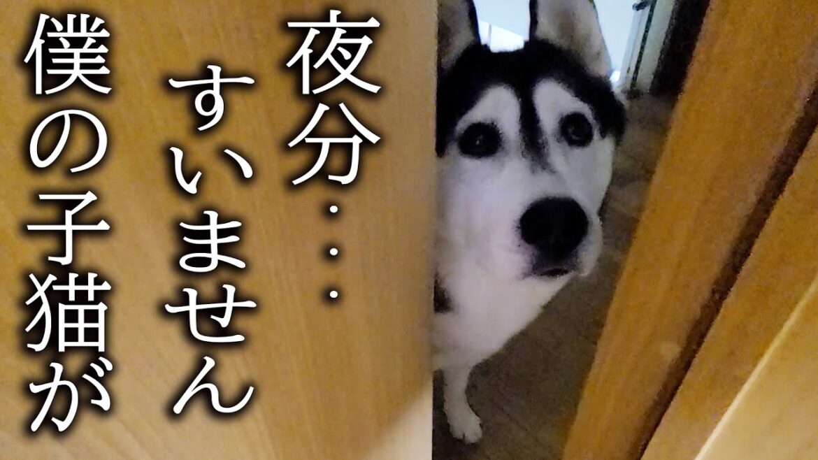 深夜に犬がクンクン言って騒いでるのでついて行くと子猫が...