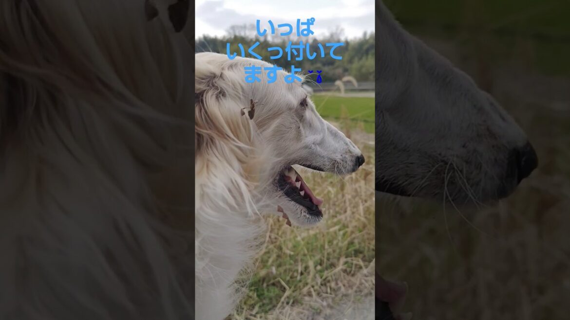 ひっつき虫だらけ ボルゾイ🐶💦😅Borzoi covered in bedbugs.
