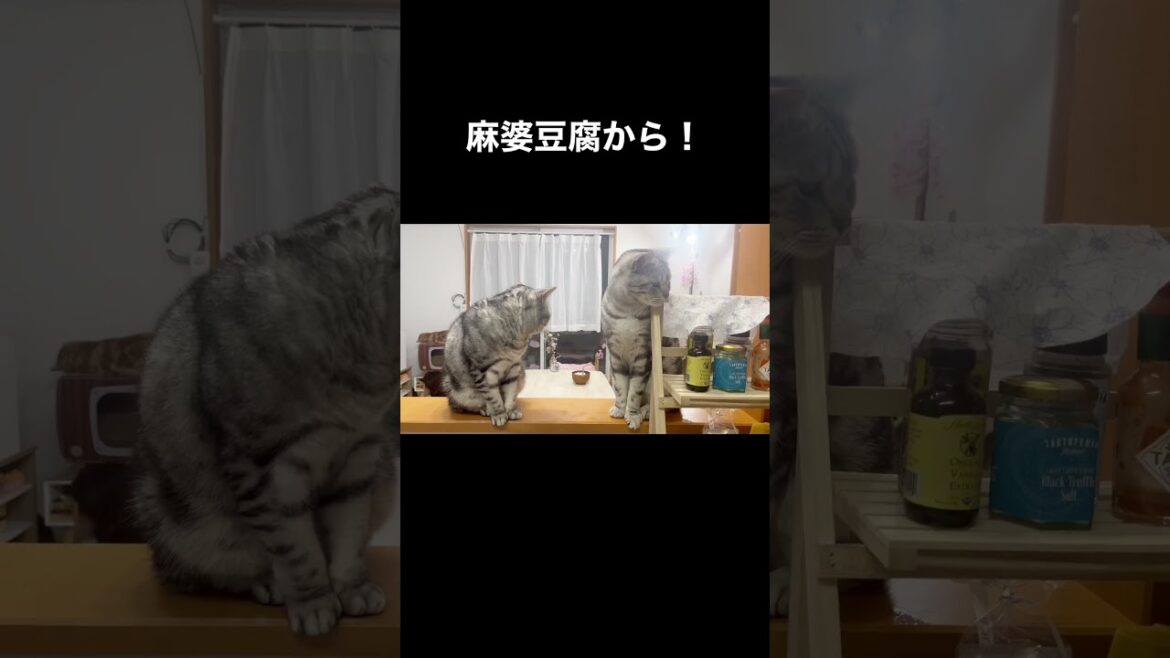 ボディーガード #shorts