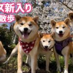柴犬チビーズ＋新入り子犬(巨)の柴犬５匹でお花見散歩が可愛かったー！前編
