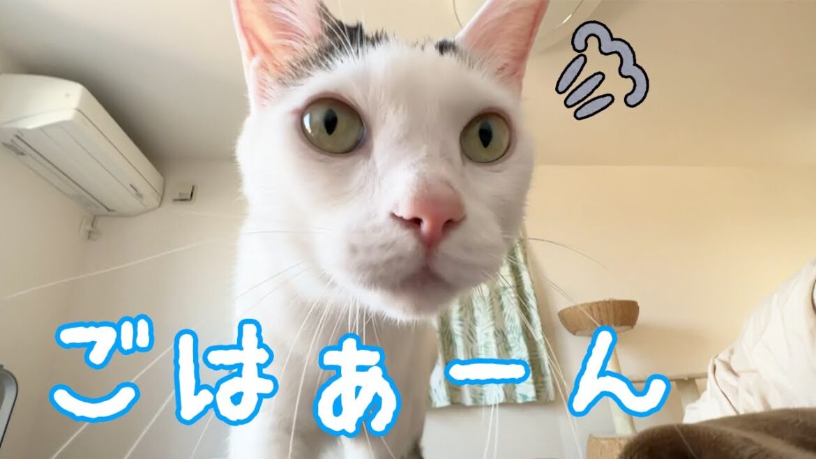 ママの上に乗ってアピールしてくる猫たち【重い】 ママの上に乗ってアピールしてくる猫たち【重い】