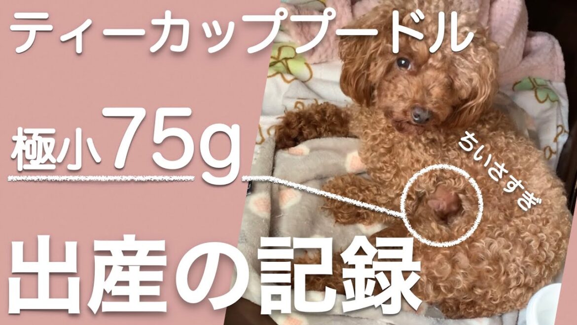 【ティーカッププードルを出産】極小７５グラム！！陣痛から出産、そして母の愛♡
