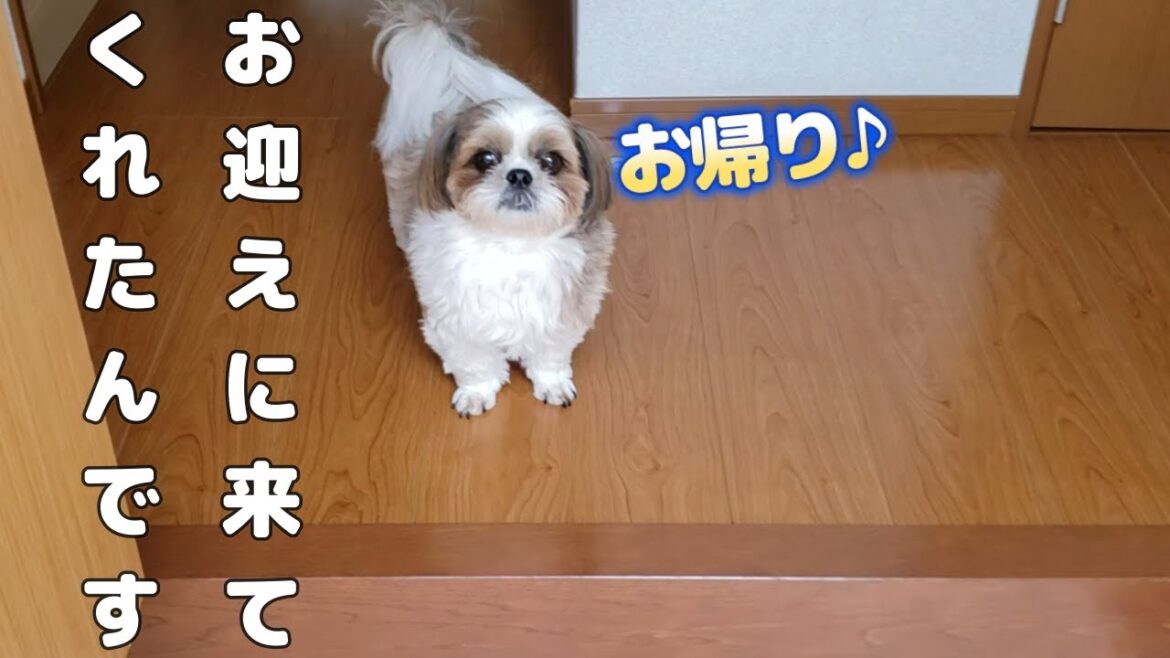 【シーズーお迎え】帰宅後、玄関を開けたらお迎えに来てくれました【犬Vlog】