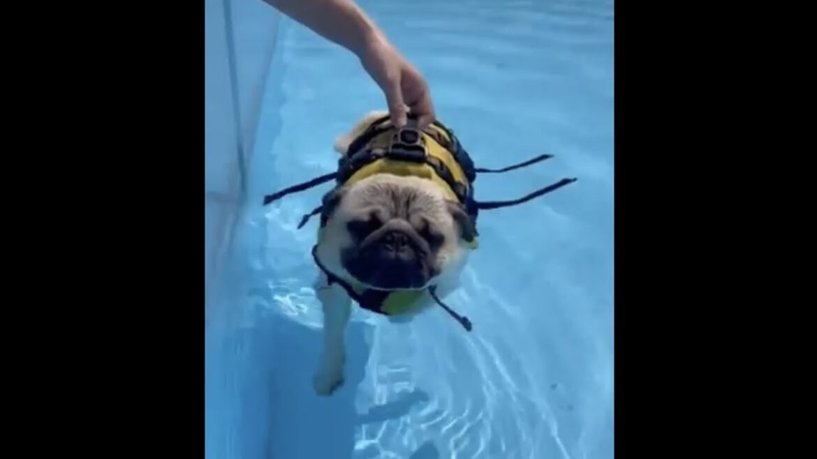 [パグ]⚠️猛特訓⚠️ 🐶ぷかぷか #パグ #pug #shorts  #犬かき #dogpaddle