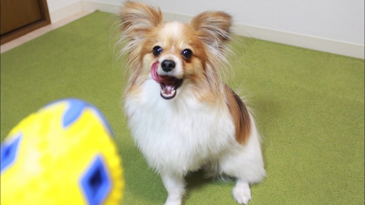 プレゼント開封で大興奮する犬【パピヨンのエト】
