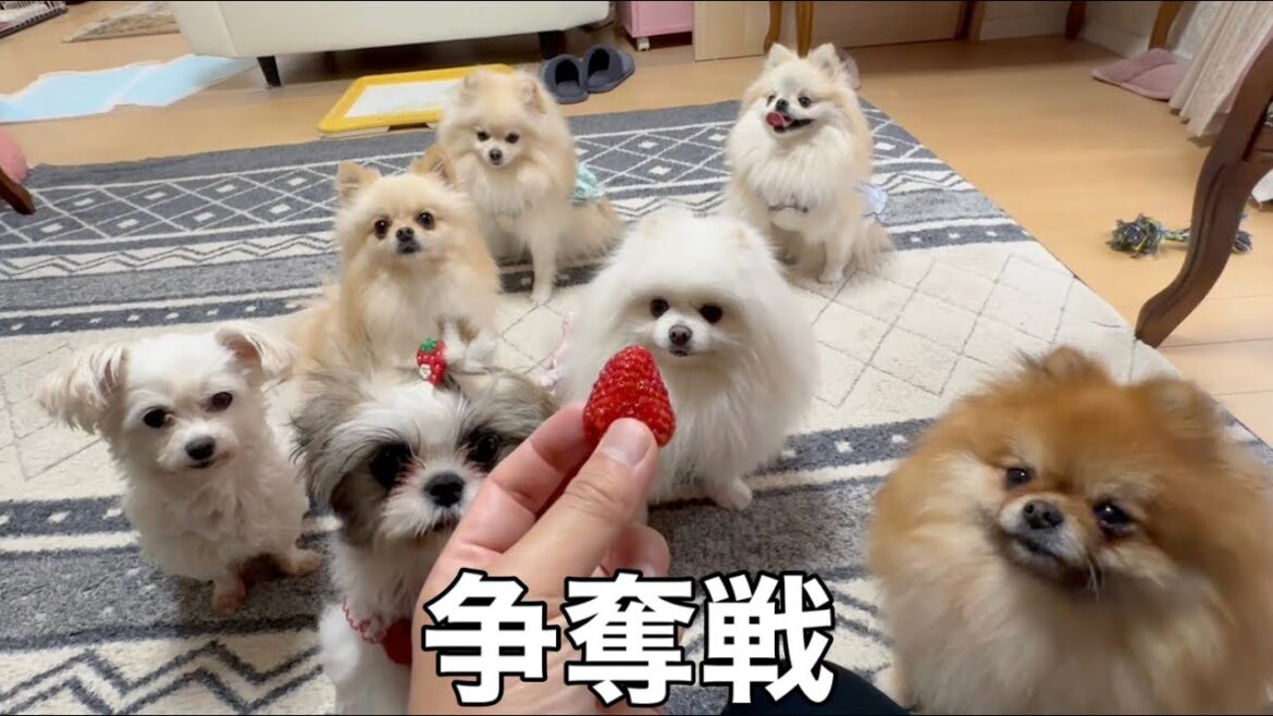 ポメラニアン達にイチゴを見せるとこうなります
