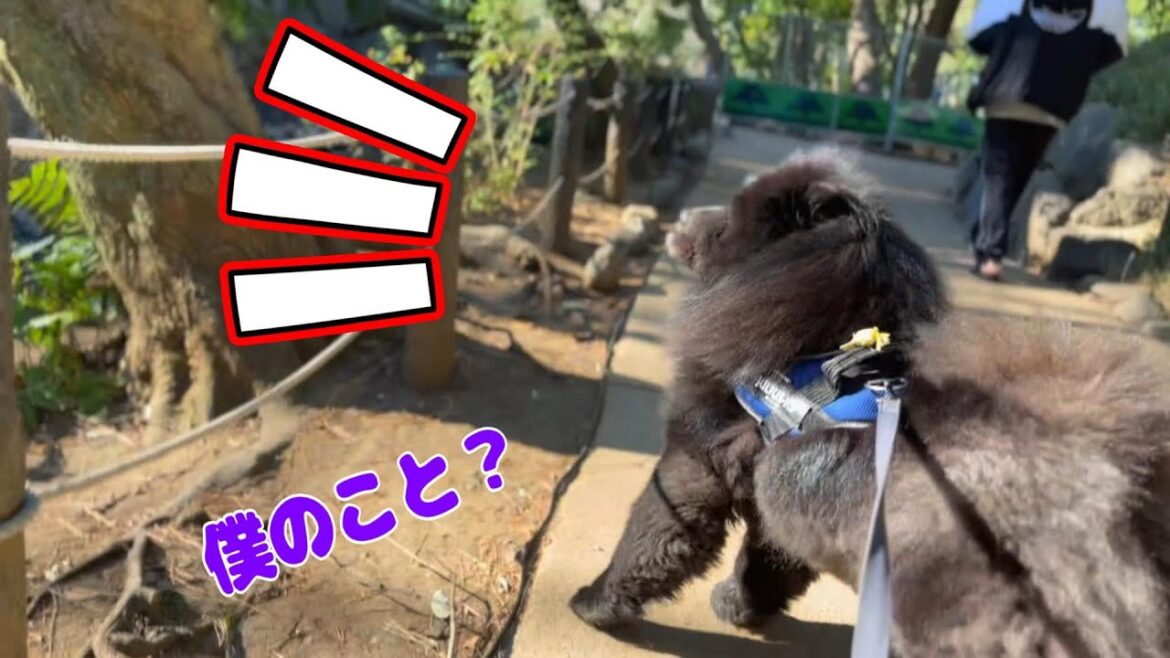 待てない犬をママ一喝!究極マイペース犬それがチャウチャウ 待てない犬をママ一喝!究極マイペース犬それがチャウチャウ