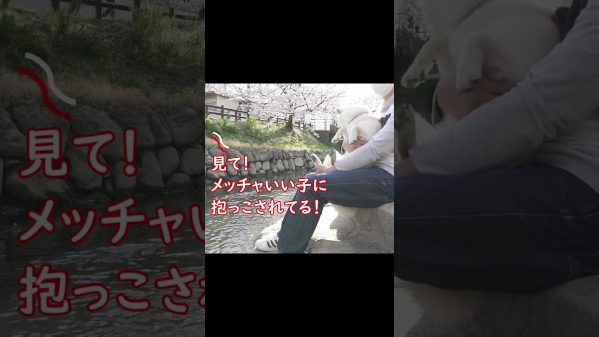 柴犬と桜を見に来て女性二人に手を振って応えてみた(笑)