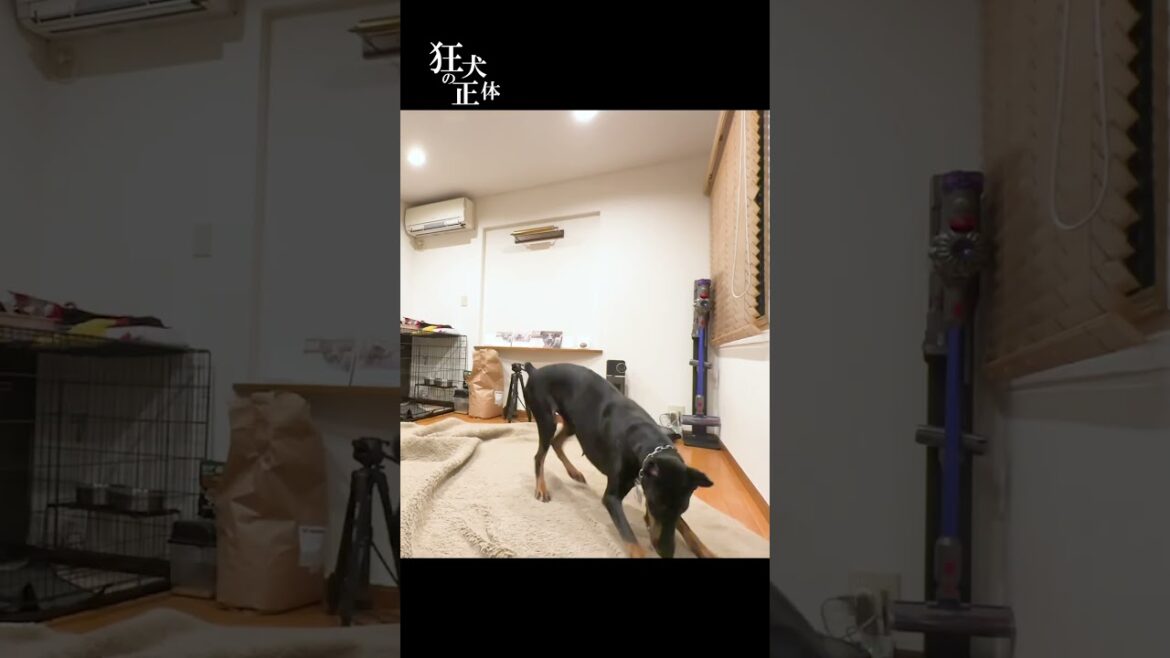 散らかった部屋を片付けるドーベルマン