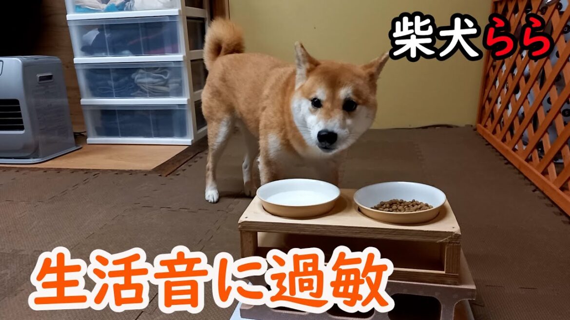 生活音に過敏