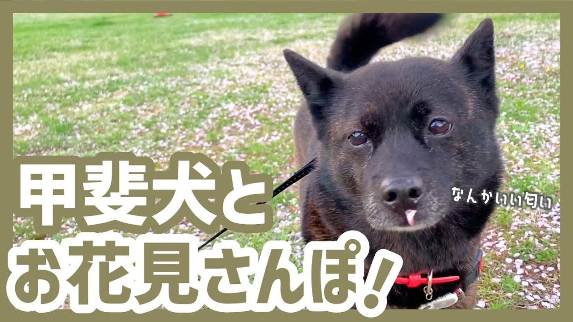 【甲斐犬】桜の花びらを鼻にくっつけてお花見さんぽを楽しむ甲斐犬が可愛すぎる〜! 【甲斐犬】桜の花びらを鼻にくっつけてお花見さんぽを楽しむ甲斐犬が可愛すぎる〜!