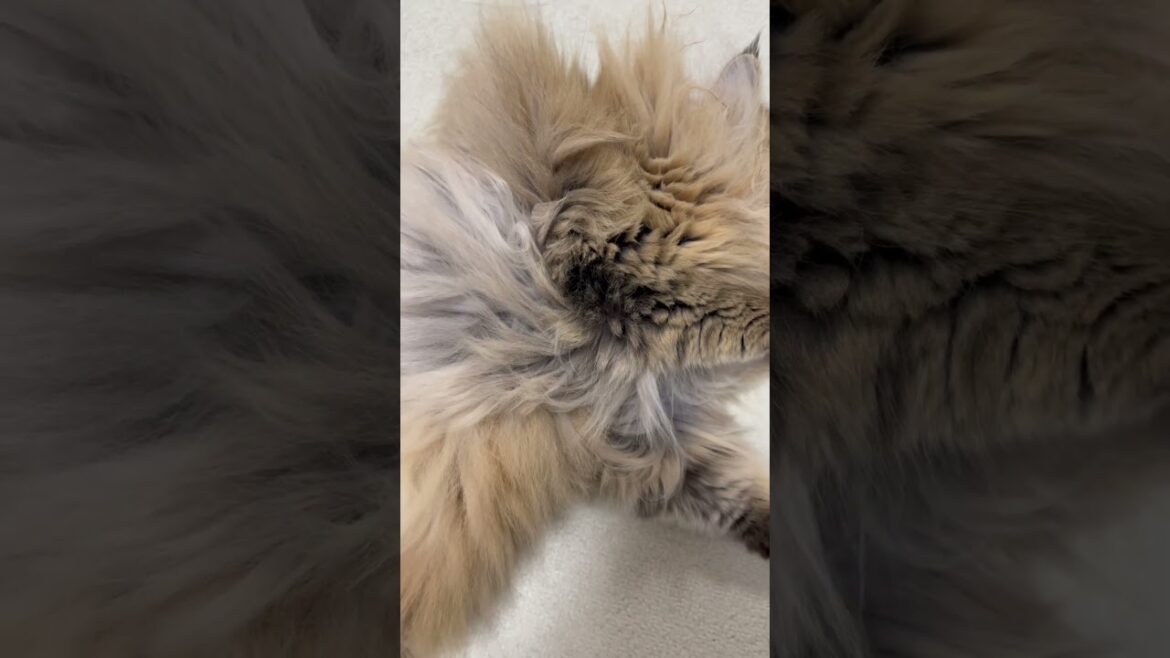 【リラックス猫】かわいいペルシャ猫