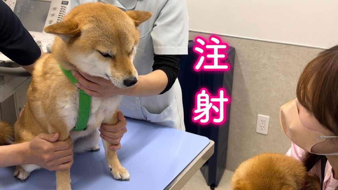 病院で診察台に上がったとたんガチガチに緊張する柴犬 病院で診察台に上がったとたんガチガチに緊張する柴犬