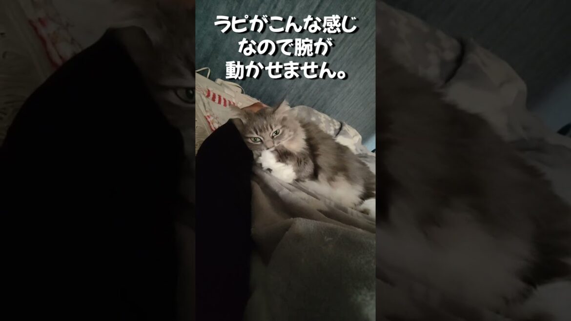 朝起きたら猫たちにベッド占領されてた。【サイベリアンのラフィ】#shorts