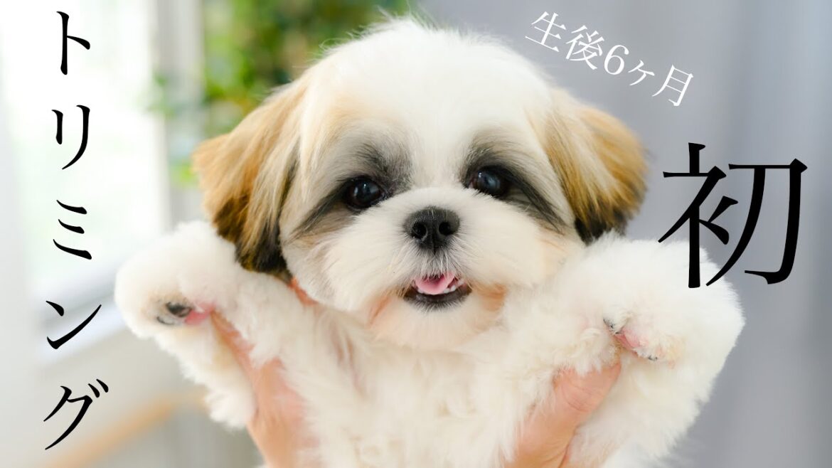 【子犬】初めてのトリミング！（シーズー）