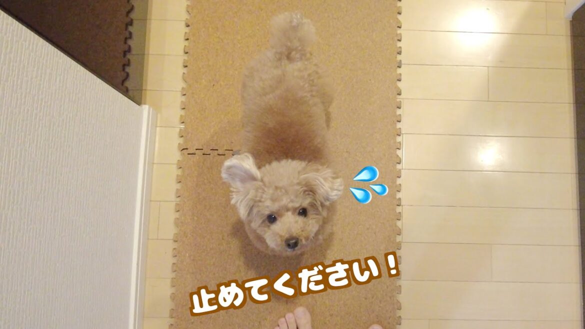 普段出かけないママが外出しようとしたら愛犬の慌てっぷりが半端なかった…汗