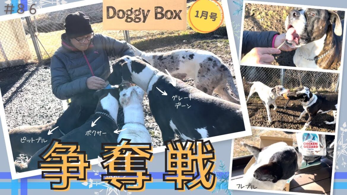 【ピットブル＆グレートデン＆ボクサー】闘いが始まりました。。。