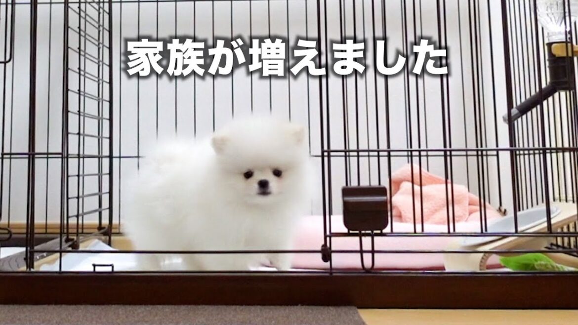 【ご報告】ポメラニアンの女の子をお迎えしました。