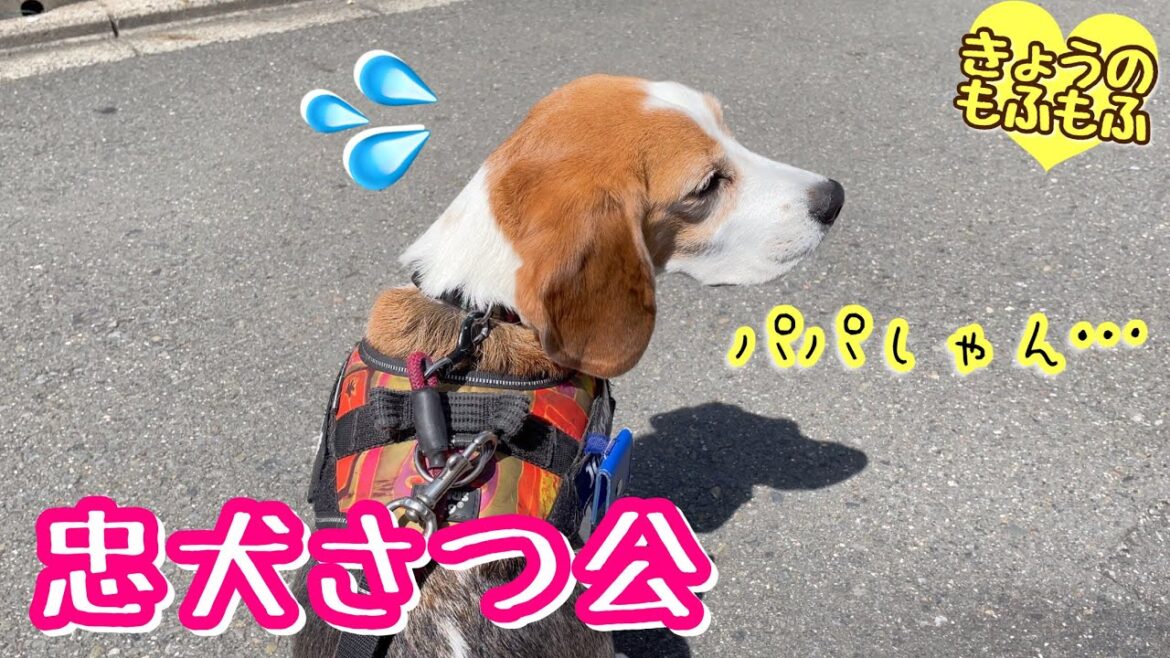 パパがいないことに気づいて探し続ける忠犬【ビーグルさつき】 パパがいないことに気づいて探し続ける忠犬【ビーグルさつき】