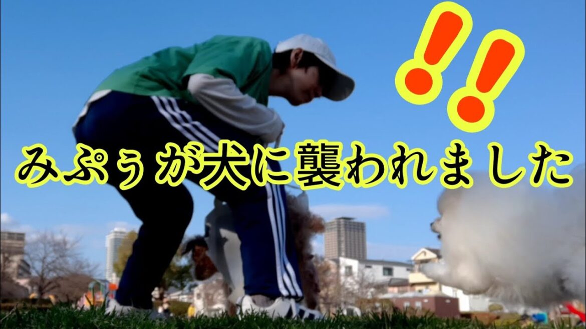 【愕然】え？ノーリード!?犬に噛まれました💦toy poodle18years old attacked by a dog