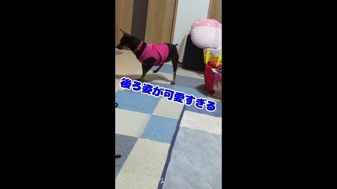 自力で出た‼️#ミニピン#保護犬#shorts
