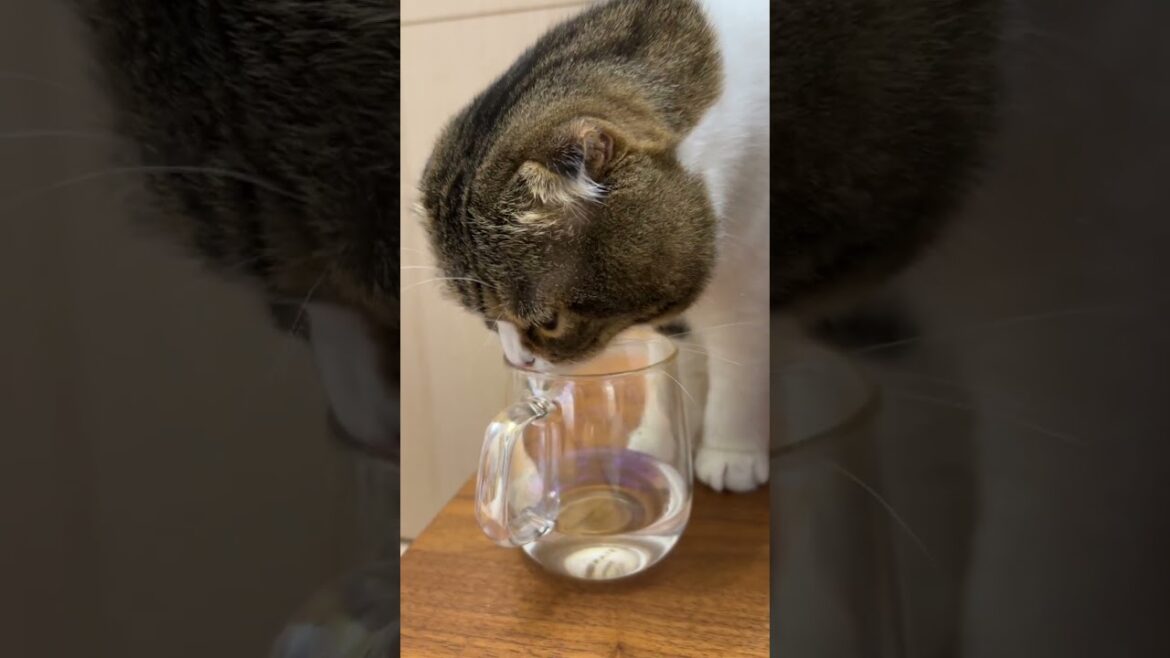 猫の質問のしかたが人間みたいw