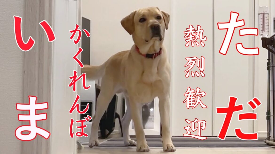 隠れんぼ、からの熱烈歓迎‼😁😄【ラブラドールレトリバー】