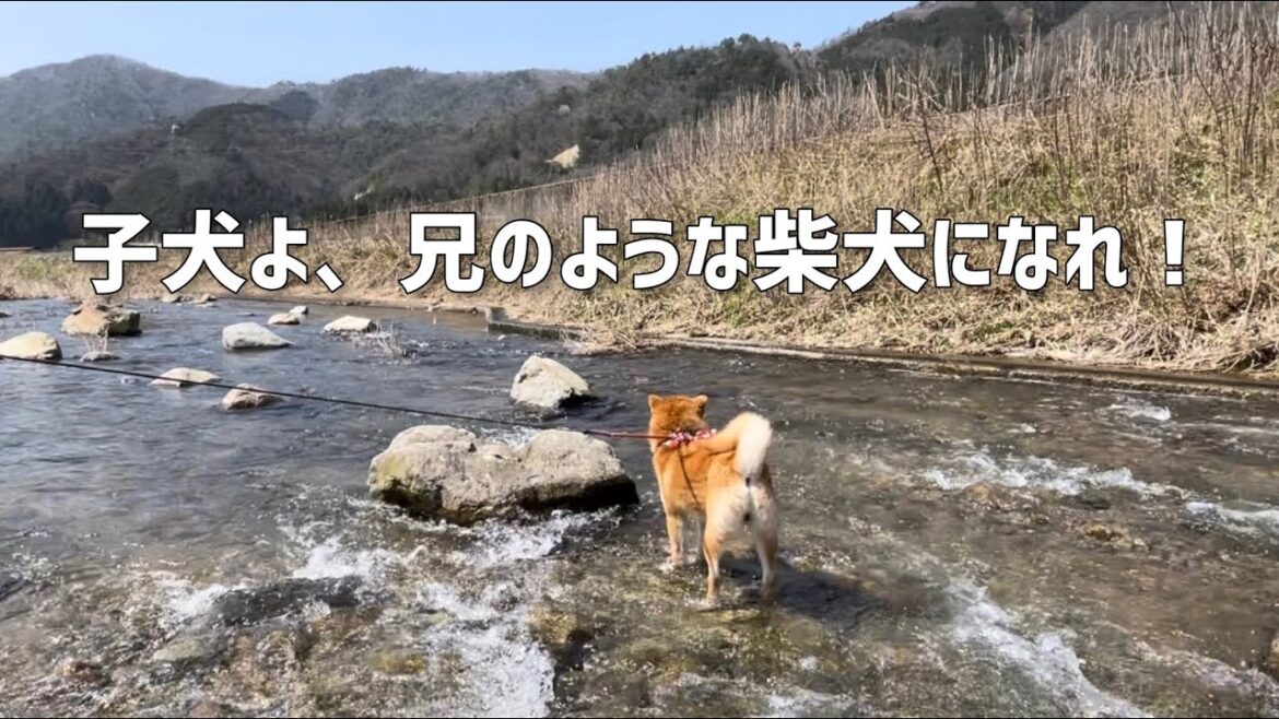 柴犬5匹の春散歩には沢山のドラマがありました！後編