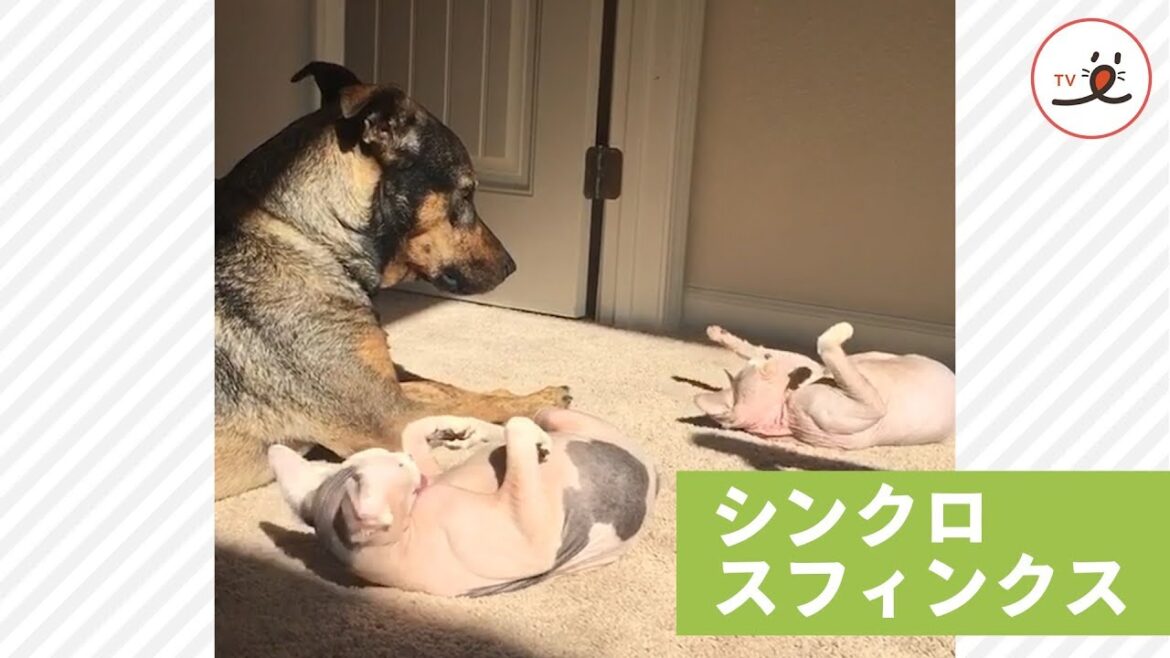スフィンクスとワンちゃん💕 毛づくろいシンクロしてたよ。【PECO TV】