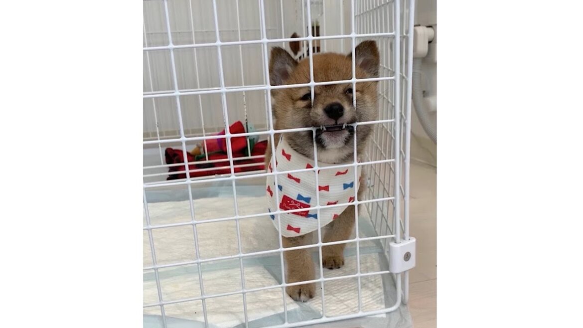 やんちゃな柴犬の子犬が無防備に寝る姿が可愛すぎる #shorts やんちゃな柴犬の子犬が無防備に寝る姿が可愛すぎる #shorts