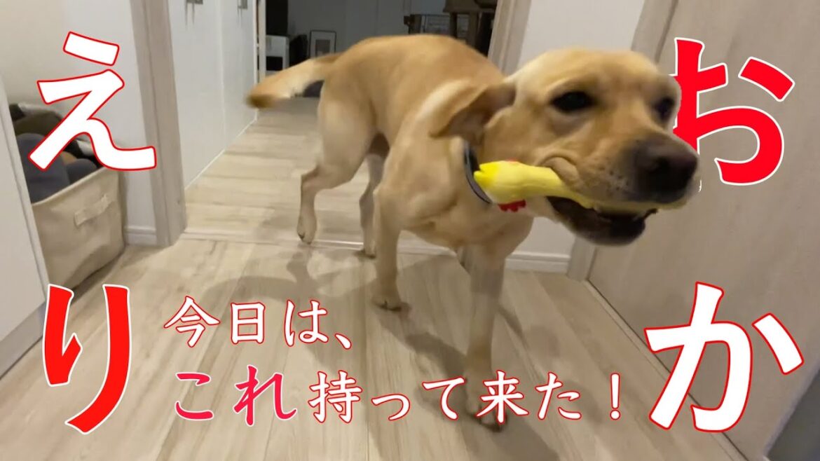 飛び出すハルマ！！【ラブラドールレトリバー】