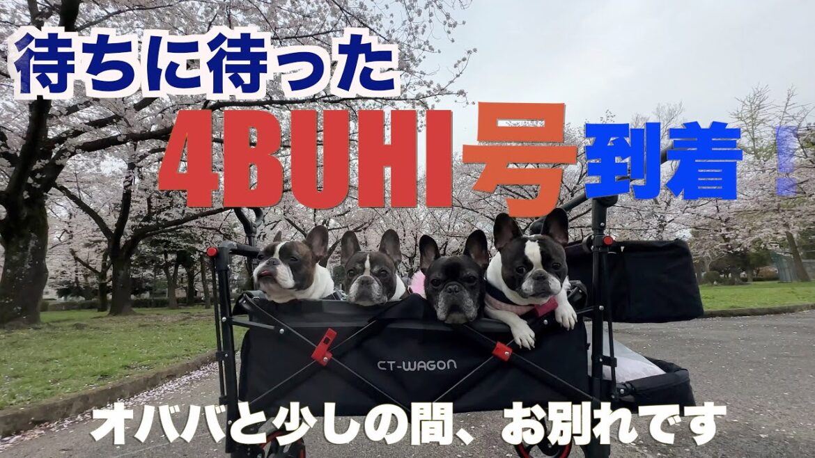 多頭飼い用カート CT-WAGON 【 フレンチブルドッグ french_bulldog 】