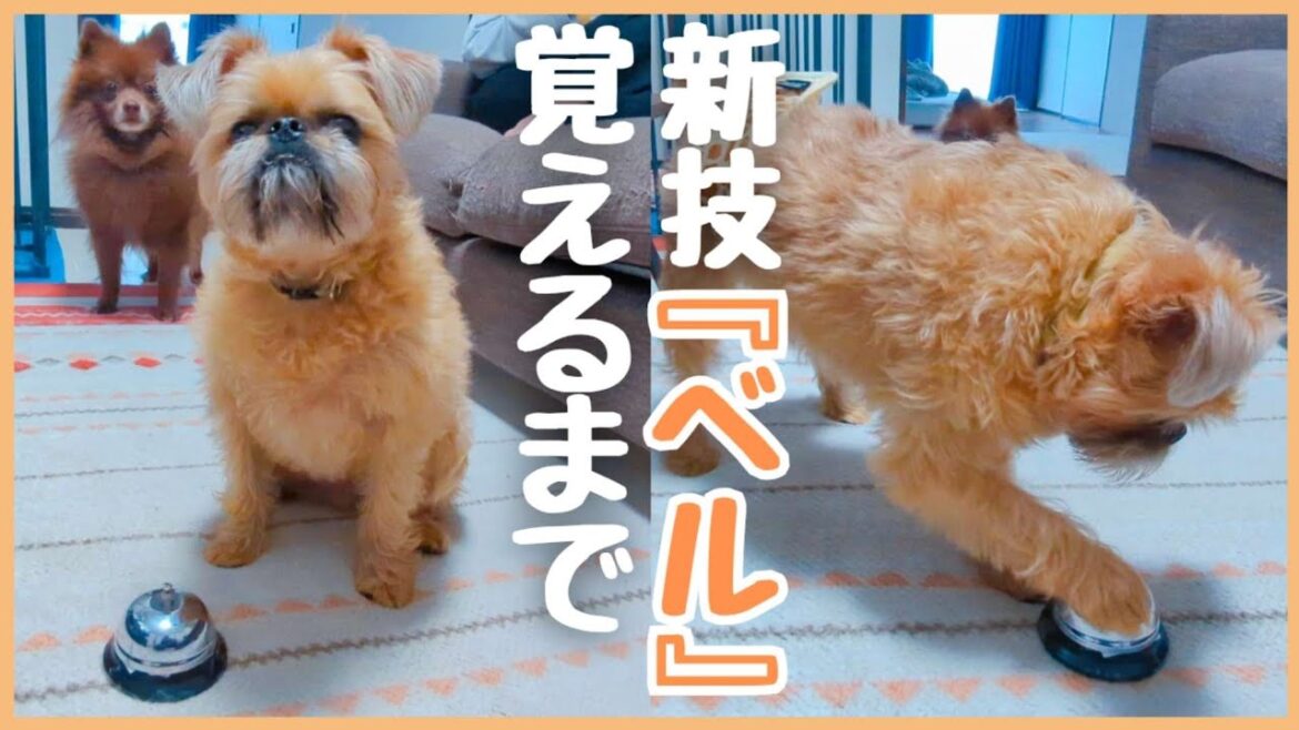 【犬芸】新技『ベル』を覚えるまでにどれくらいかかる？？【ブリュッセルグリフォン】