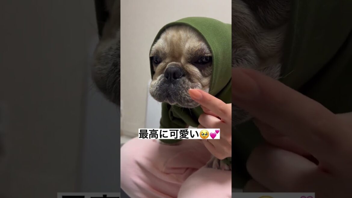 これがフレンチブルドッグの最高に可愛い瞬間です#キャバリア #フレンチブルドッグ #多頭飼い #いぬ #shorts
