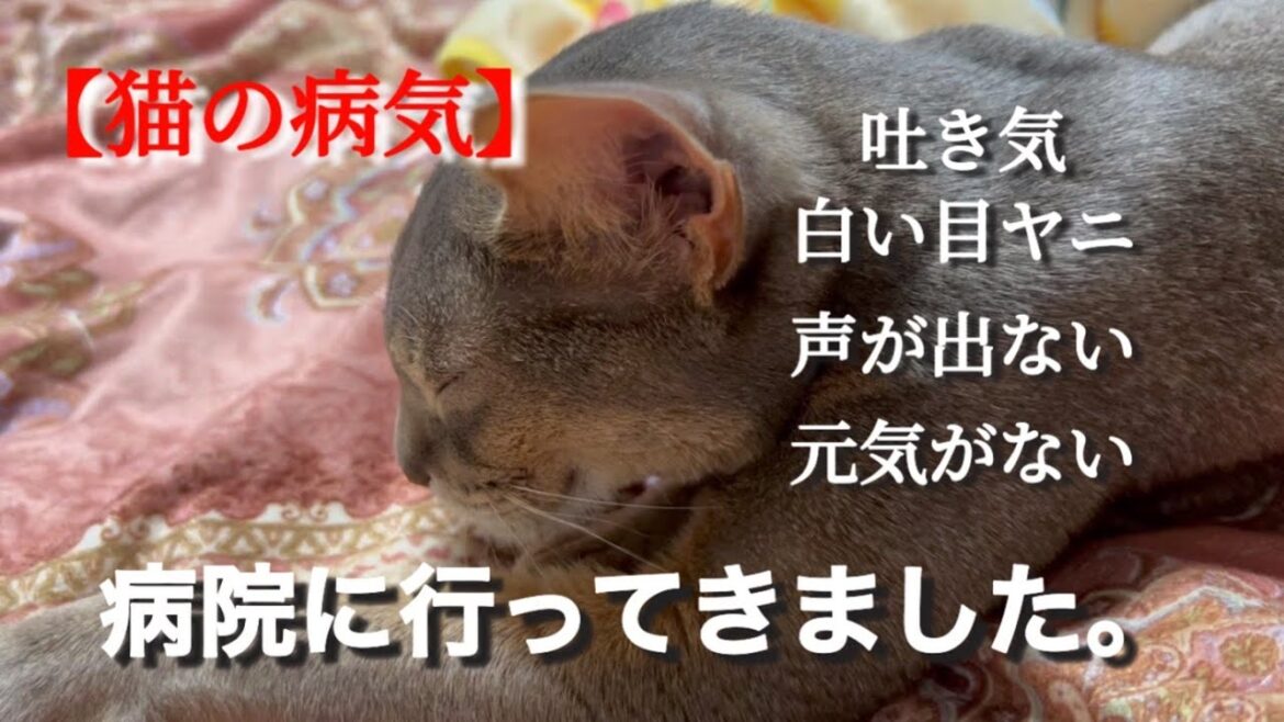 【猫の病気】病院に行ってきました。【アビシニアン】