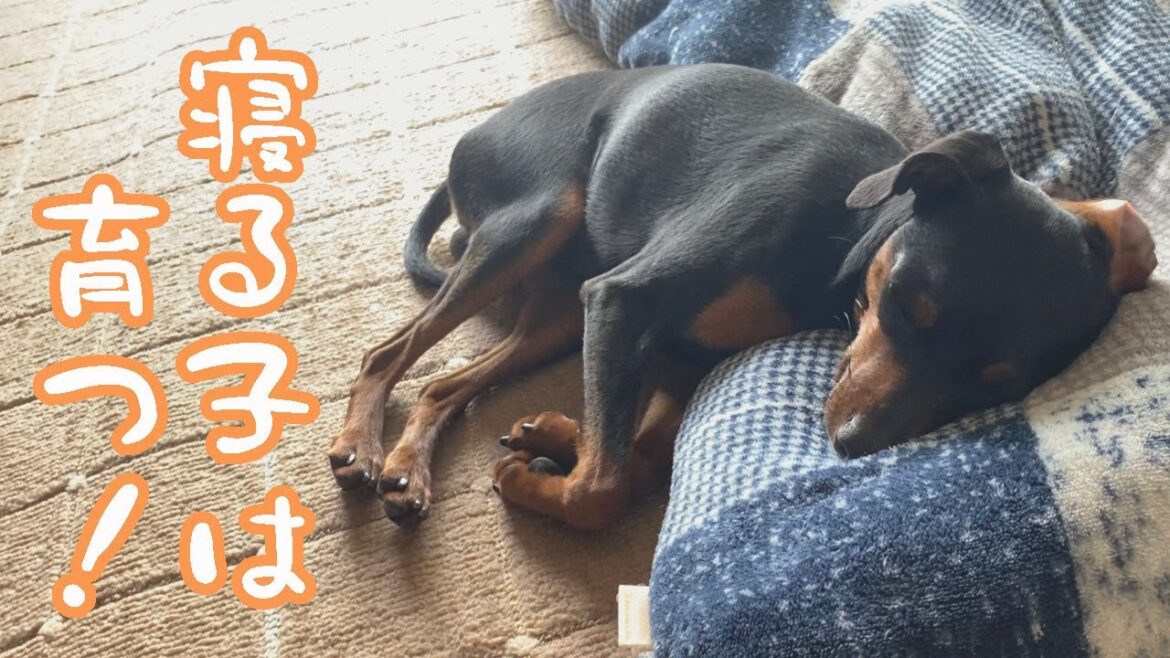 ドーベルマンになるためにたくさん寝るジロ【ミニピン】【ミニチュアピンシャー】