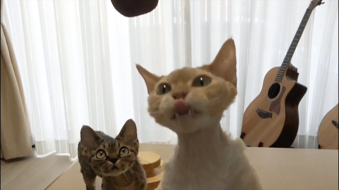 お団子大好きなデボンレックス兄弟です(Devon Rex brothers want to eat sweet dumplings)