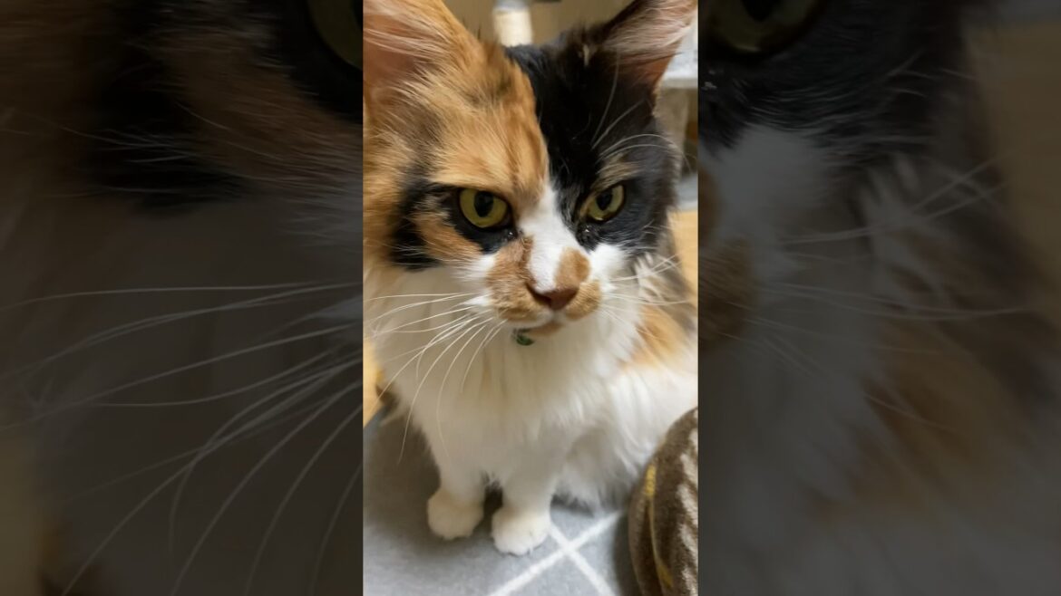 手にスリスリする可愛いパンク😽💕【メインクーン】