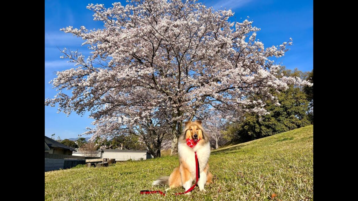 ラフコリーのサニーさんと2023年の桜