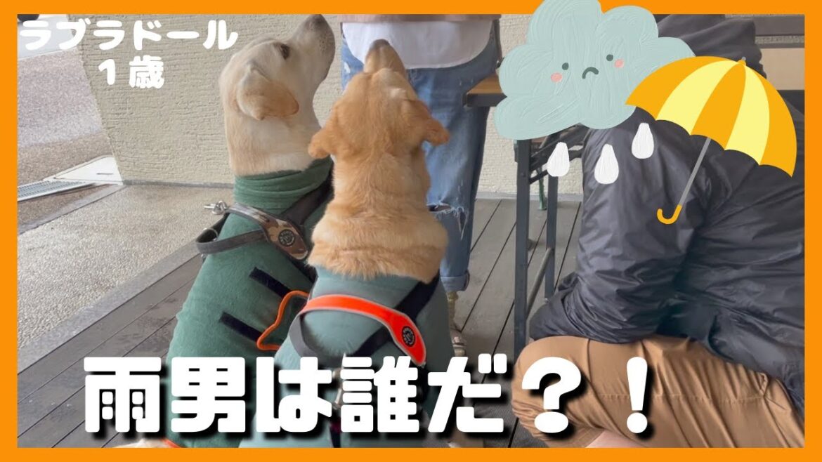 【ラブラドールレトリーバー】大型犬１歳　雨男は誰だ？！