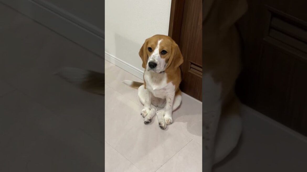 座り方のクセが強いビーグル　 #shorts