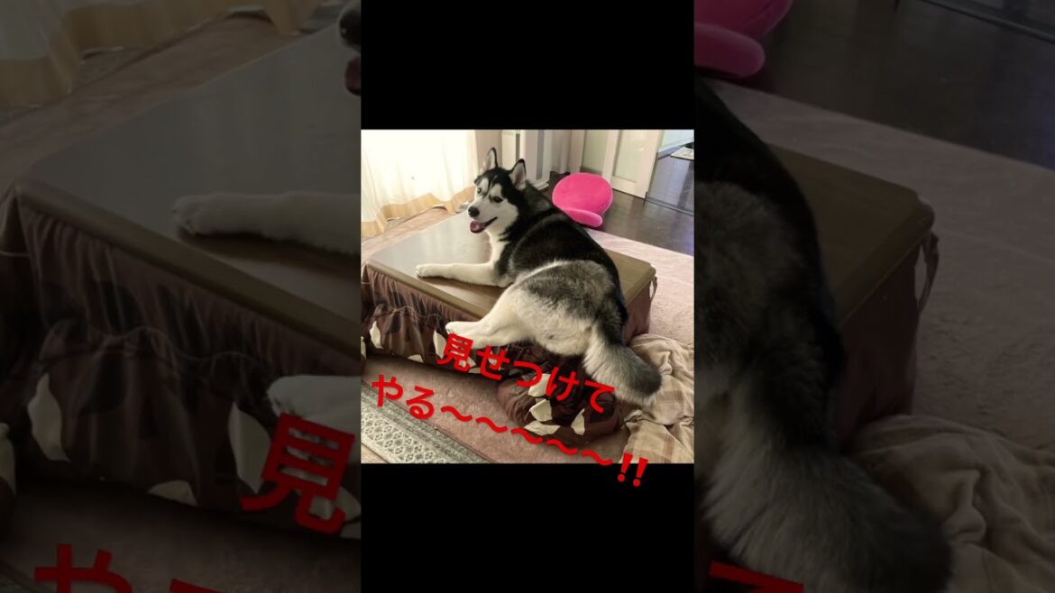 昔からこのハスキーは癖があるんです #シベリアンハスキー #short 昔からこのハスキーは癖があるんです #シベリアンハスキー #short