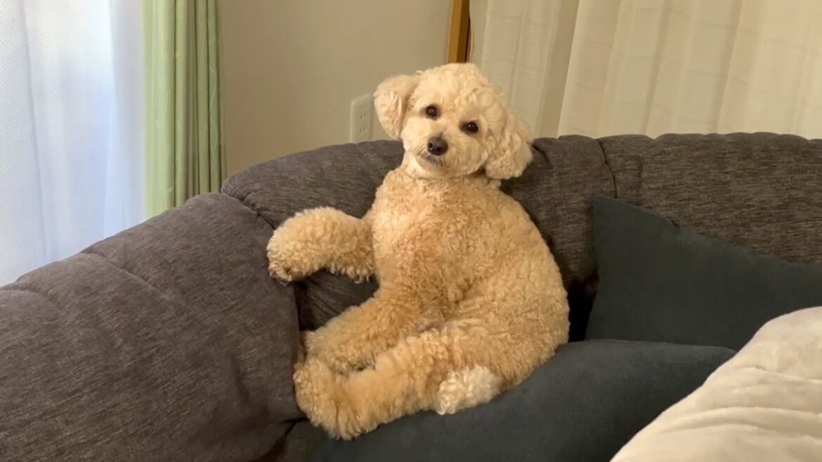 自分が犬だとまったく思ってない大きいトイプードル【デカプー】【トイプードルのロアくん】【toy poodle】