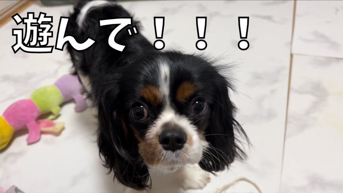 【衝撃】愛犬を無視し続けたらとんでもないことになりました…ごめん#キャバリア #フレンチブルドッグ #多頭飼い #いぬ
